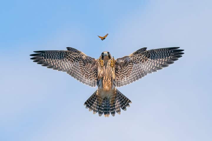 Wildlife photography bird