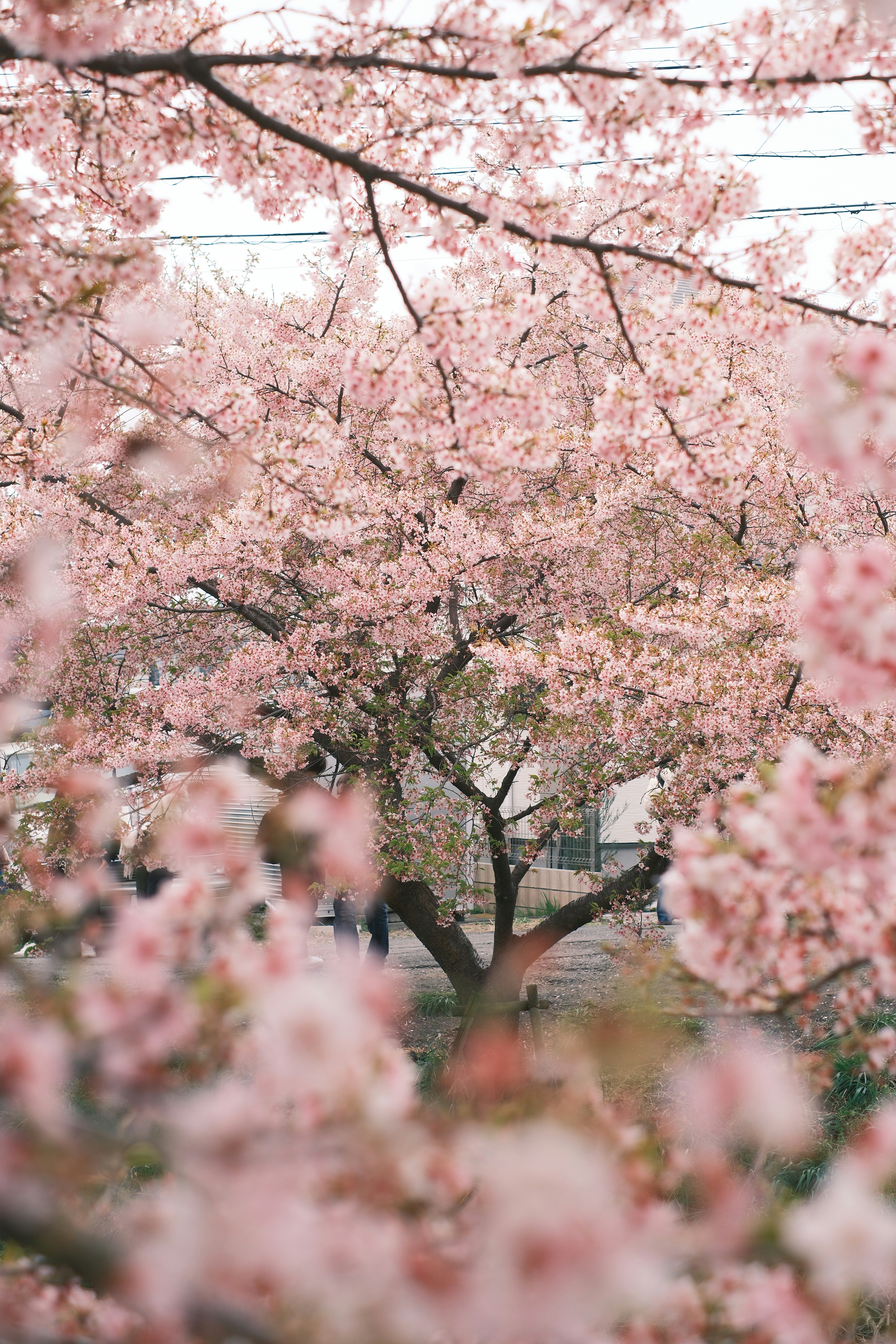 yunan wang f4wiRLULRdk unsplash